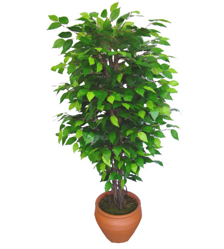 Ficus Benjamin 1,50 cm   Uak anneler gn iek yolla 