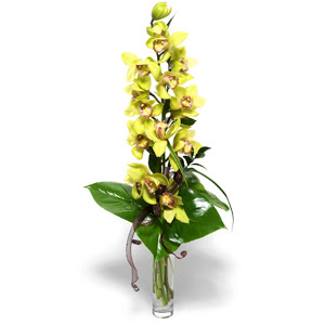  Uak nternetten iek siparii  cam vazo ierisinde tek dal canli orkide