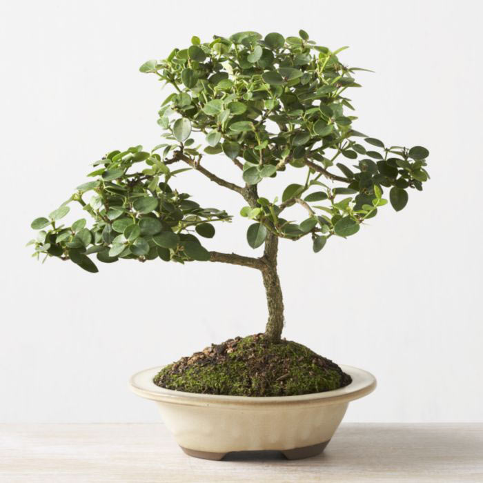ithal bonsai saksi iegi  Uak iek online iek siparii 