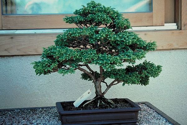 ithal bonsai saksi iegi  Uak 14 ubat sevgililer gn iek 