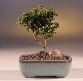  Uak iek yolla  ithal bonsai saksi iegi  Uak internetten iek sat 