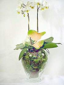  Uak iek sat  Cam yada mika vazoda zel orkideler