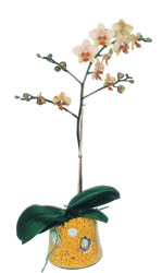  Uak online iek gnderme sipari  Phalaenopsis Orkide ithal kalite