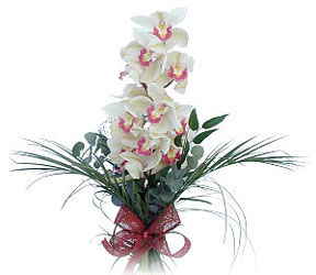  Uak iek siparii sitesi  Dal orkide ithal iyi kalite