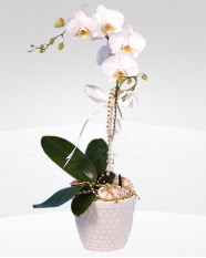 1 dall orkide saks iei  Uak online ieki , iek siparii 