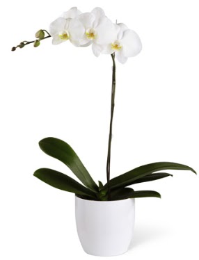 1 dall beyaz orkide  Uak 14 ubat sevgililer gn iek 