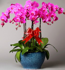 7 dall mor orkide  Uak iek online iek siparii 