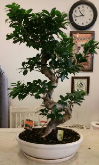 100 cm yüksekliğinde dev bonsai japon ağacı  Uşak İnternetten çiçek siparişi 