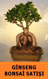 Ginseng bonsai sat japon aac  Uak cicek , cicekci 