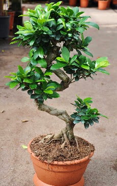Orta boy bonsai saks bitkisi  Uak internetten iek siparii 
