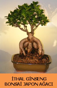 thal japon aac ginseng bonsai sat  Uak nternetten iek siparii 
