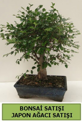 Minyatr bonsai japon aac sat  Uak iek gnderme sitemiz gvenlidir 