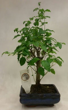 Minyatr bonsai japon aac sat  Uak ieki telefonlar 