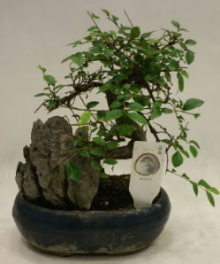 thal 1.ci kalite bonsai japon aac  Uak iek sat 