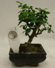 Kk minyatr bonsai japon aac  Uak iek gnderme 