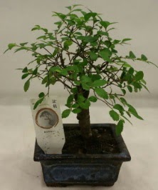 Minyatr ithal japon aac bonsai bitkisi  Uak iek sat 