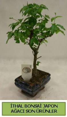 thal bonsai japon aac bitkisi  Uak hediye sevgilime hediye iek 