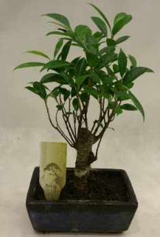 Japon aac bonsai bitkisi sat  Uak ieki telefonlar 