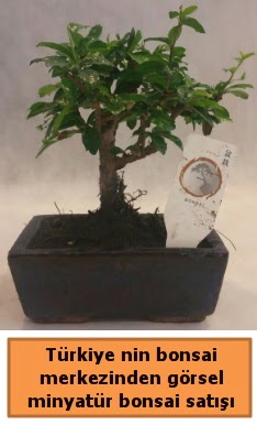 Japon aac bonsai sat ithal grsel  Uak iek yolla 