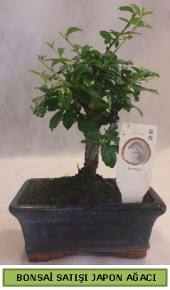 Minyatr bonsai aac sat  Uak iek gnderme 