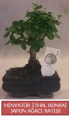 Kk grsel bonsai japon aac bitkisi  Uak iek , ieki , iekilik 