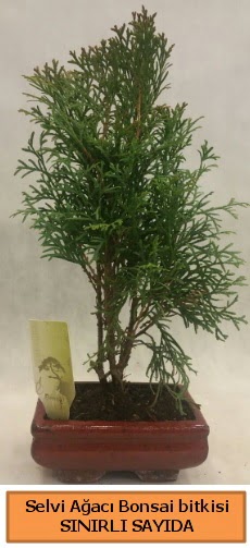 Selvi aac bonsai japon aac bitkisi  Uak iek sat 