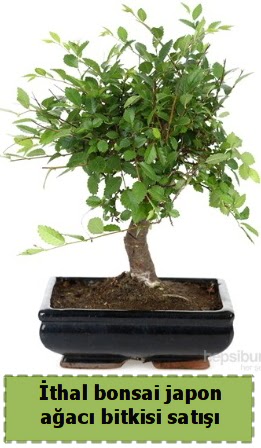 thal bonsai saks iei Japon aac sat  Uak nternetten iek siparii 