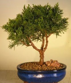 Servi am bonsai japon aac bitkisi  Uak iek yolla 
