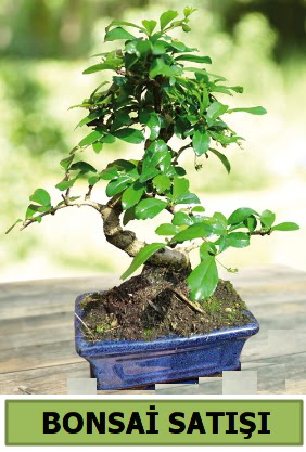 am bonsai japon aac sat  Uak iek sat 