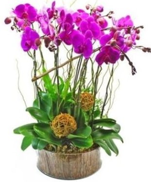 Ahap ktkte lila mor orkide 8 li  Uak internetten iek sat 