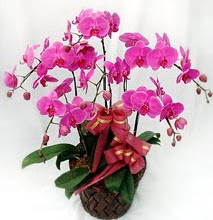 Sepet ierisinde 5 dall lila orkide  Uak ucuz iek gnder 