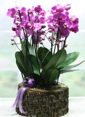 Ktk ierisinde 6 dall mor orkide  Uak ucuz iek gnder 