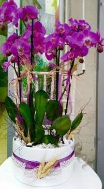 Seramik vazoda 4 dall mor lila orkide  Uak online iek gnderme sipari 
