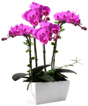Seramik vazo ierisinde 4 dall mor orkide  Uak iek sat 