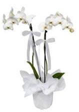 2 dall beyaz orkide  Uak gvenli kaliteli hzl iek 