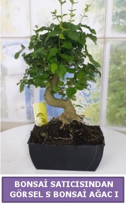 S dal erilii bonsai japon aac  Uak iek sat 