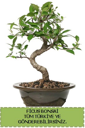 Ficus bonsai  Uak iek gnderme sitemiz gvenlidir 