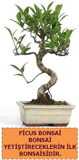 Ficus bonsai 15 ile 25 cm arasndadr  Uak iek yolla 