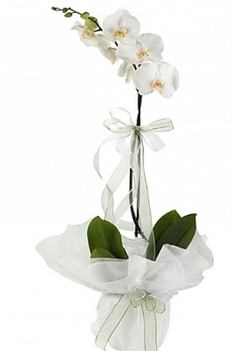 Tekli Beyaz Orkide  Uak hediye iek yolla 