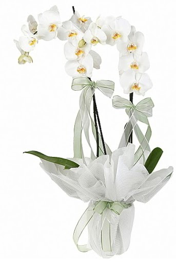 ift Dall Beyaz Orkide  Uak anneler gn iek yolla 