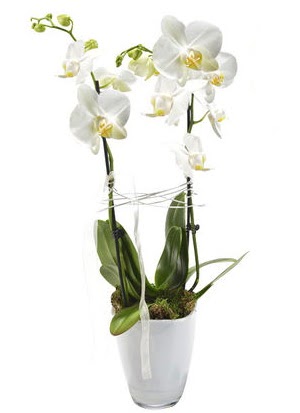 2 dall beyaz seramik beyaz orkide sakss  Uak iek gnderme sitemiz gvenlidir 