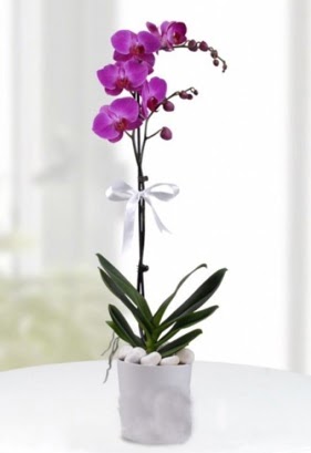 Tek dall saksda mor orkide iei  Uak iekiler 