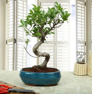 Amazing Bonsai Ficus S thal  Uak internetten iek siparii 