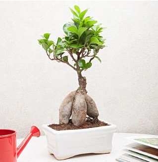 Exotic Ficus Bonsai ginseng  Uak iek servisi , ieki adresleri 