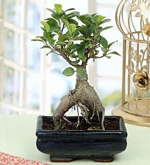 Appealing Ficus Ginseng Bonsai  Uak anneler gn iek yolla 