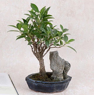 Japon aac Evergreen Ficus Bonsai  Uak iek gnderme sitemiz gvenlidir 