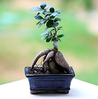 Marvellous Ficus Microcarpa ginseng bonsai  Uak iek siparii vermek 