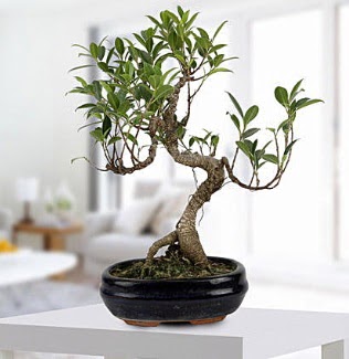 Gorgeous Ficus S shaped japon bonsai  Uak yurtii ve yurtd iek siparii 