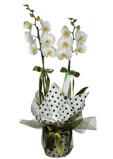 ift Dall Beyaz Orkide  Uak 14 ubat sevgililer gn iek 