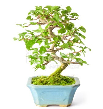 S zerkova bonsai ksa sreliine  Uak nternetten iek siparii 